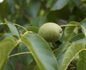 Phyto-Progesteron kommt in vielen Pflanzen vor